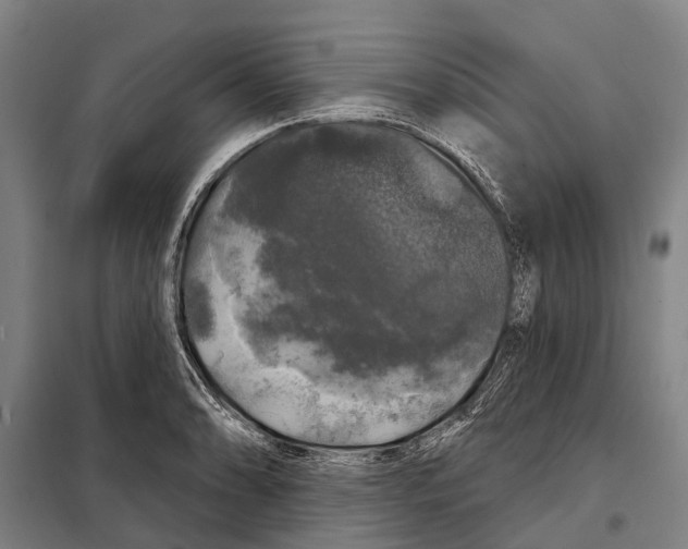 X0000097991086200804211057