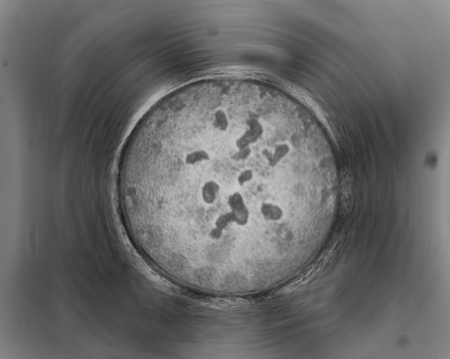 X0000097991091200804211057