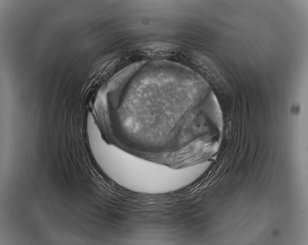 X0000097991108200804211056