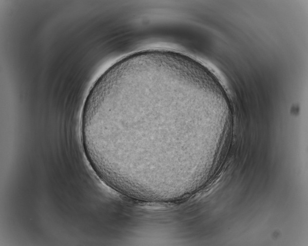 X0000097991199200804211055