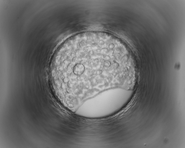 X0000097991212200804211055