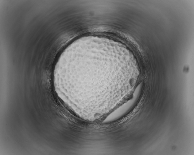 X0000097991217200804211055