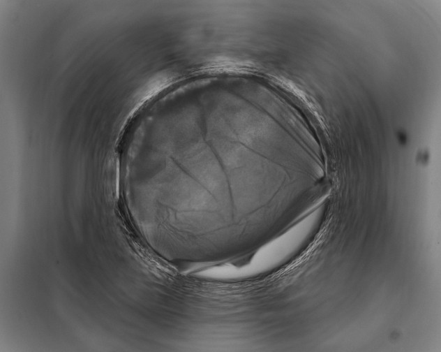 X0000097991219200804211055