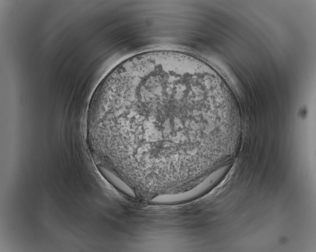 X0000097991244200804211055