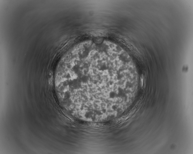 X0000097991251200804211055