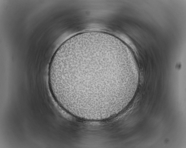 X0000097991431200804211052