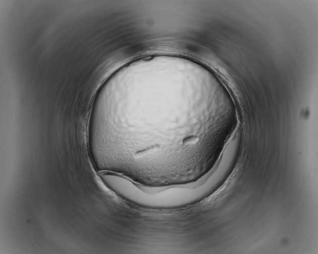 X0000097991433200804211052