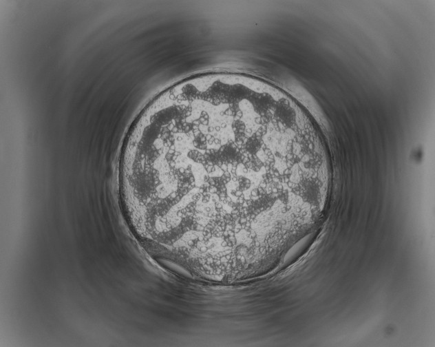 X0000097991436200804211052