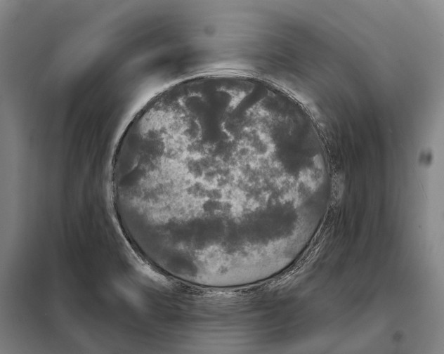 X0000097991470200804211051