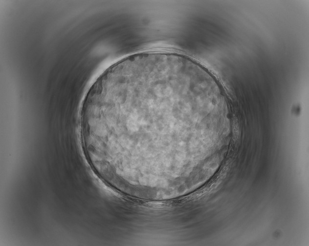 X0000097991478200804211051