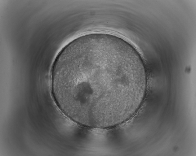 X0000097991514200804211050