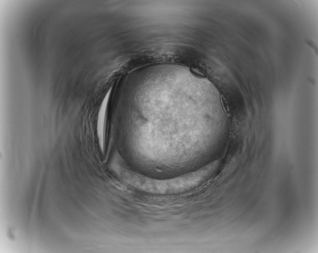 X0000098000037200803241351