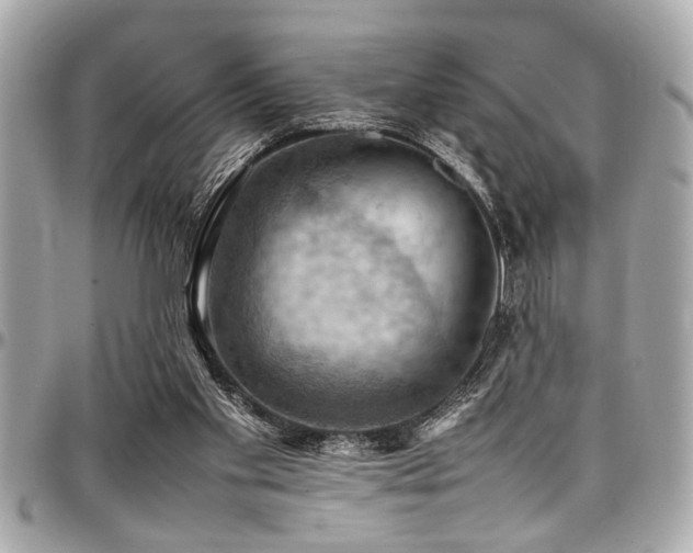 X0000098000109200803241350
