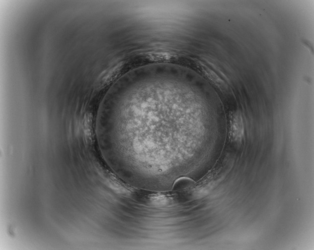 X0000098000616200803241343