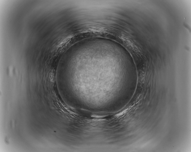 X0000098001110200803241335