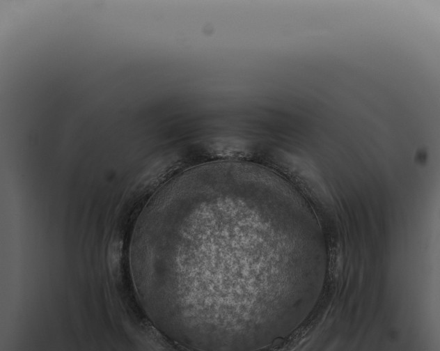 X0000098000263200804011839