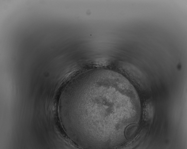 X0000098000608200804011834