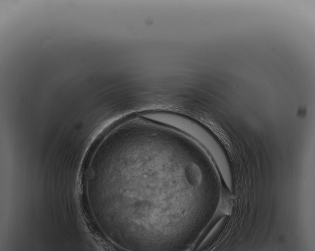 X0000098000628200804011833