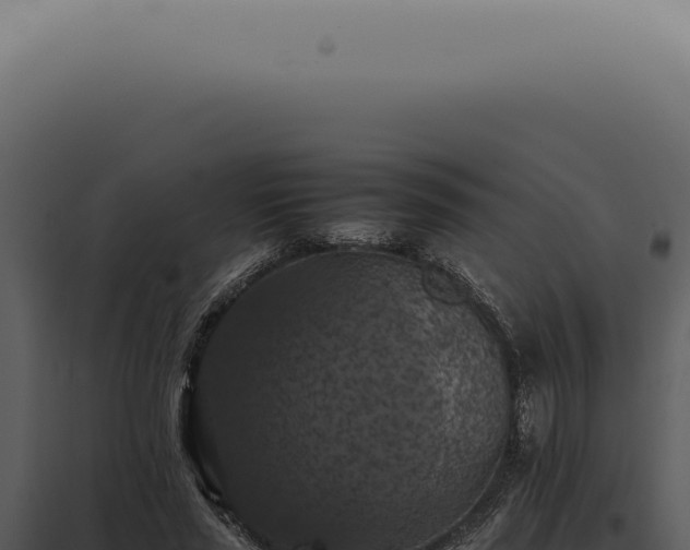 X0000098000637200804011834