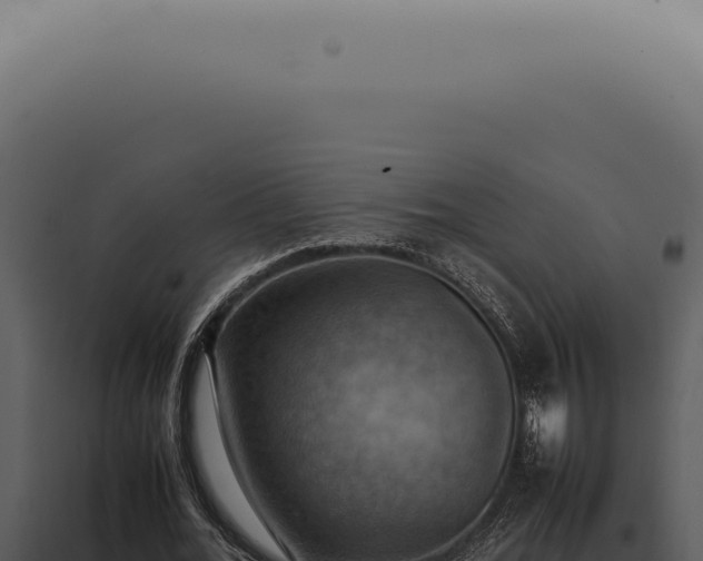 X0000098000676200804011833