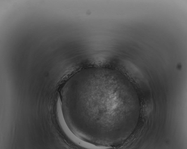 X0000098000750200804011832