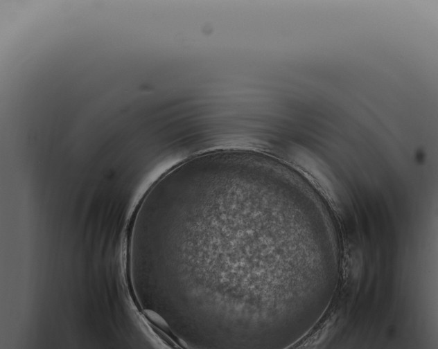 X0000098000804200804011831