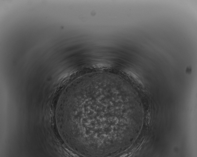 X0000098000917200804011829