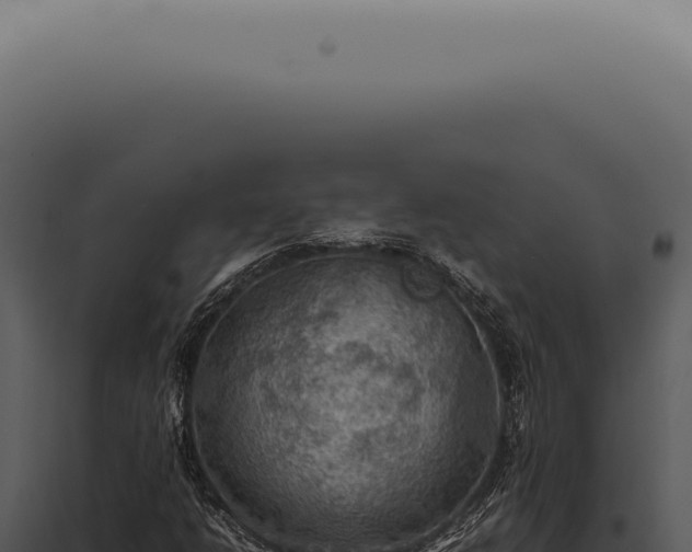 X0000098001206200804011824