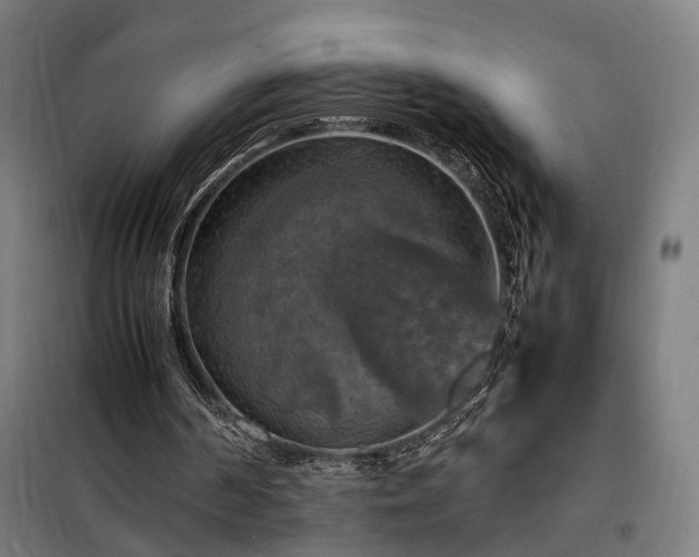 X0000098000194200804021039