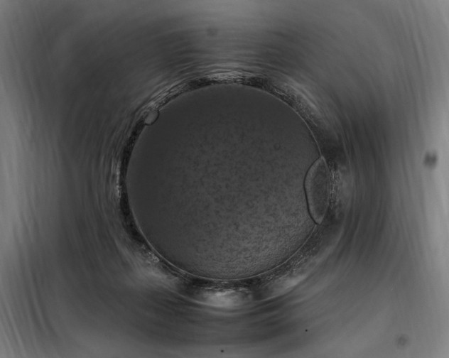 X0000098000267200804021038