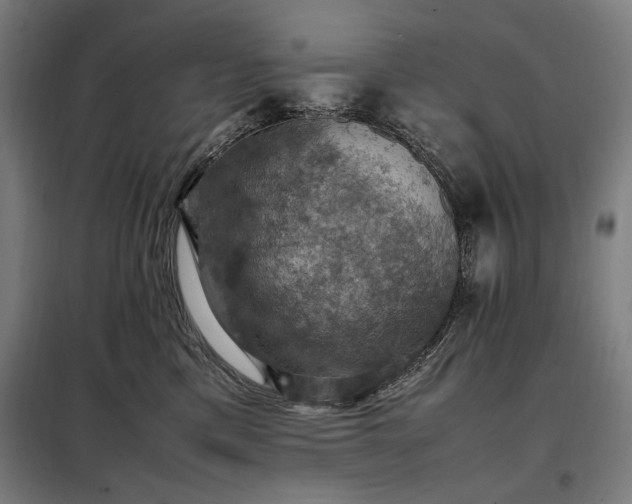 X0000098000425200804021036