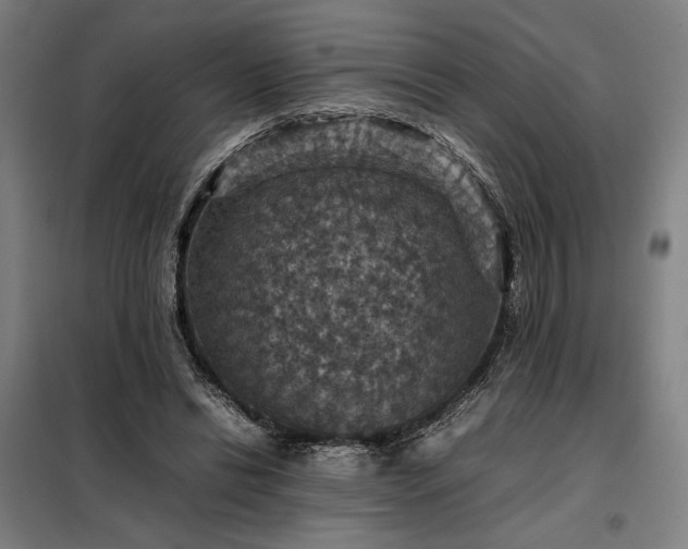 X0000098000446200804021035