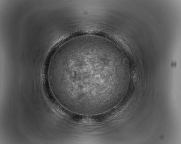 X0000098000591200804021033