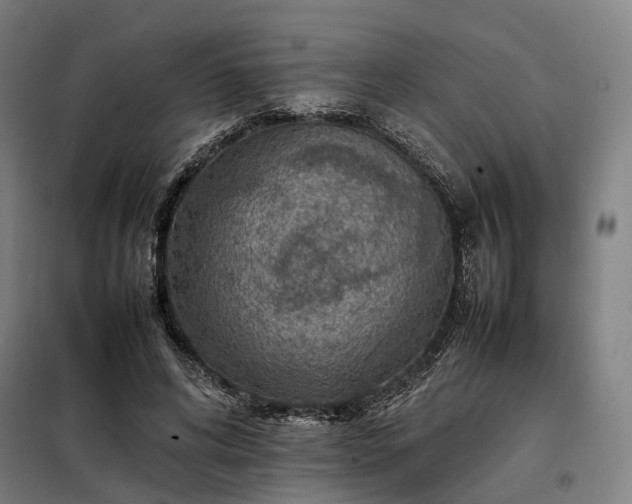 X0000098000592200804021033