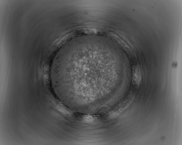 X0000098000616200804021033