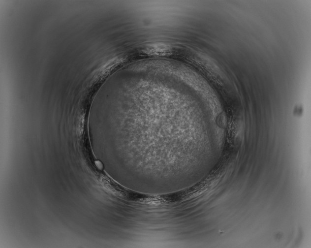 X0000098000652200804021032