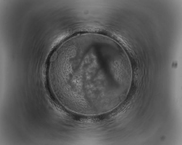 X0000098000679200804021032