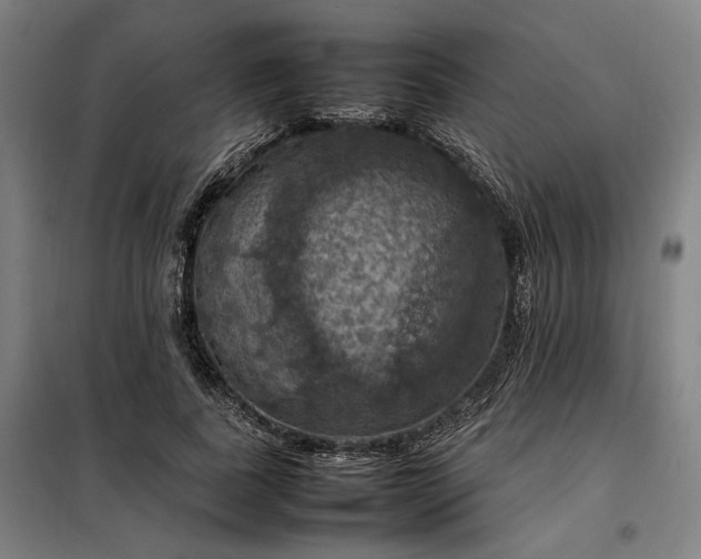 X0000098000739200804021031