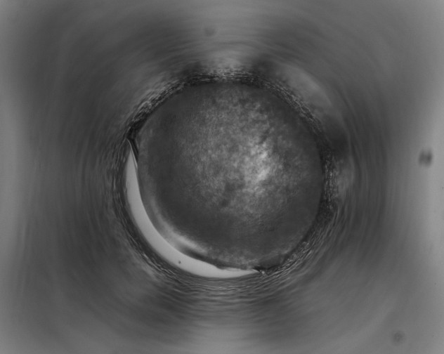 X0000098000750200804021031