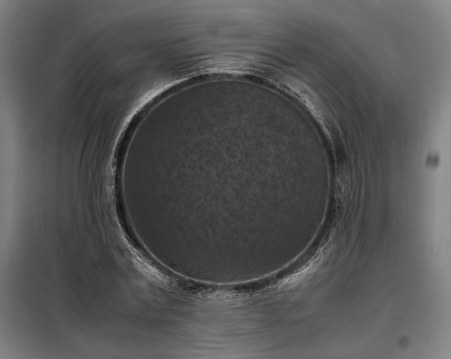 X0000098000779200804021030