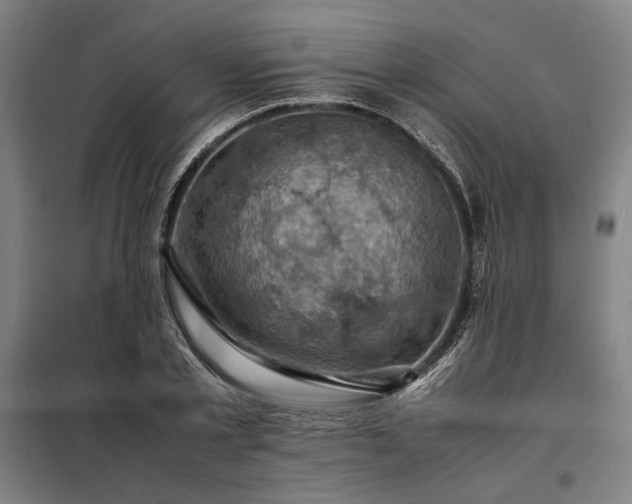 X0000098000789200804021030