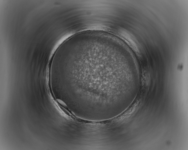 X0000098000804200804021030