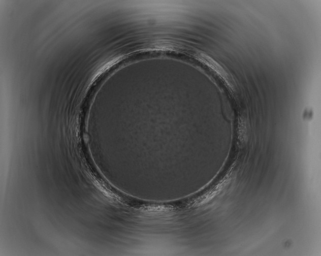 X0000098000826200804021029