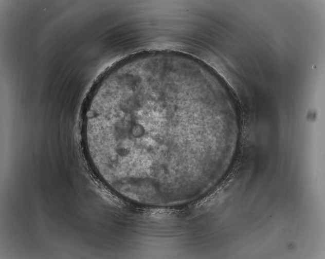 X0000098000832200804021029