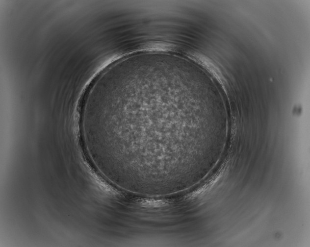 X0000098000835200804021029