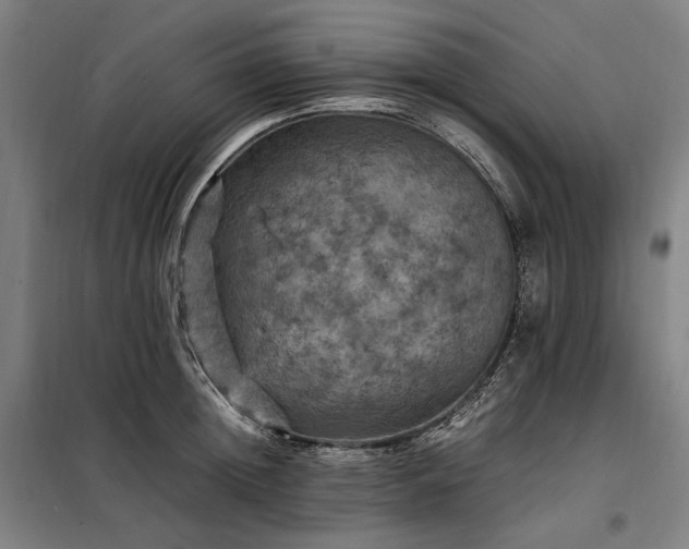X0000098000852200804021030