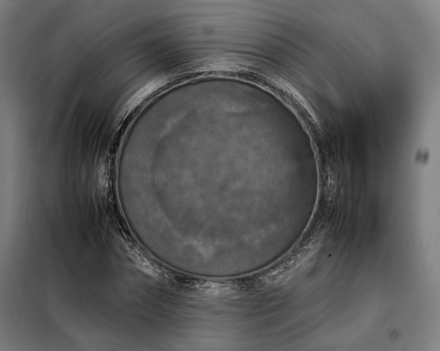 X0000098000874200804021029