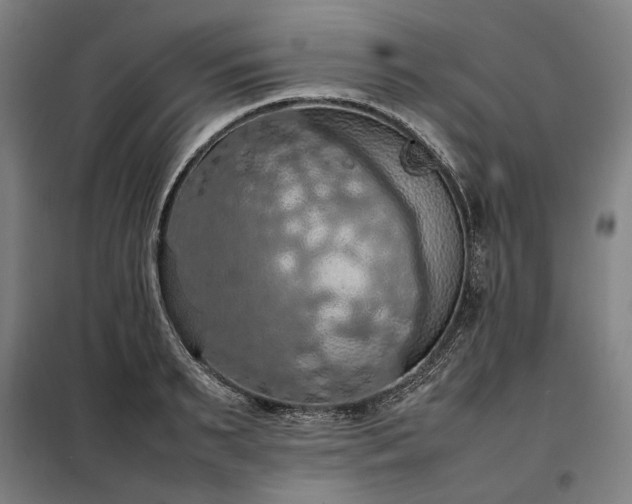 X0000098000895200804021029