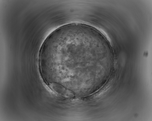 X0000098000903200804021029