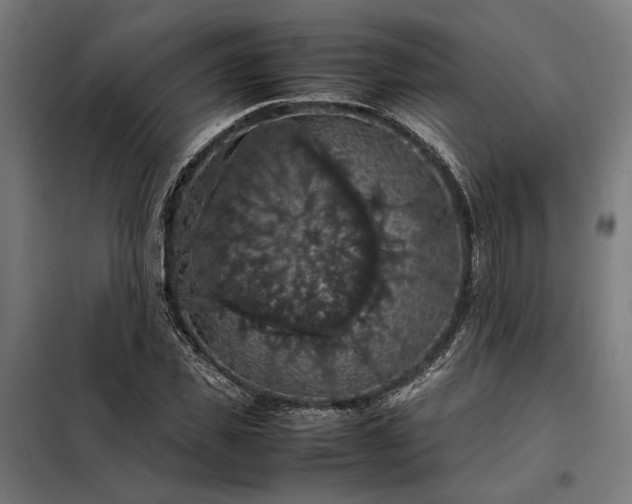 X0000098000925200804021028